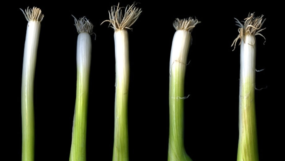 Understanding phytonutrients