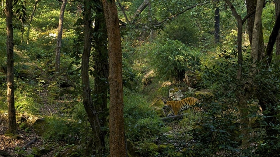 Untangle the jungle.