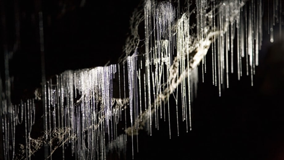 Waitomo Glowworm Cave (New Zealand)