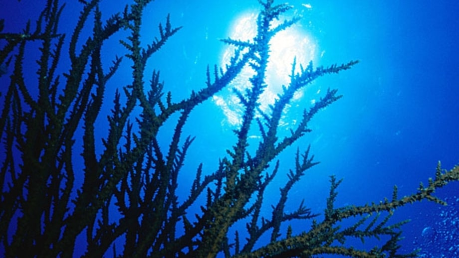 Astrolabe Reef, Fiji