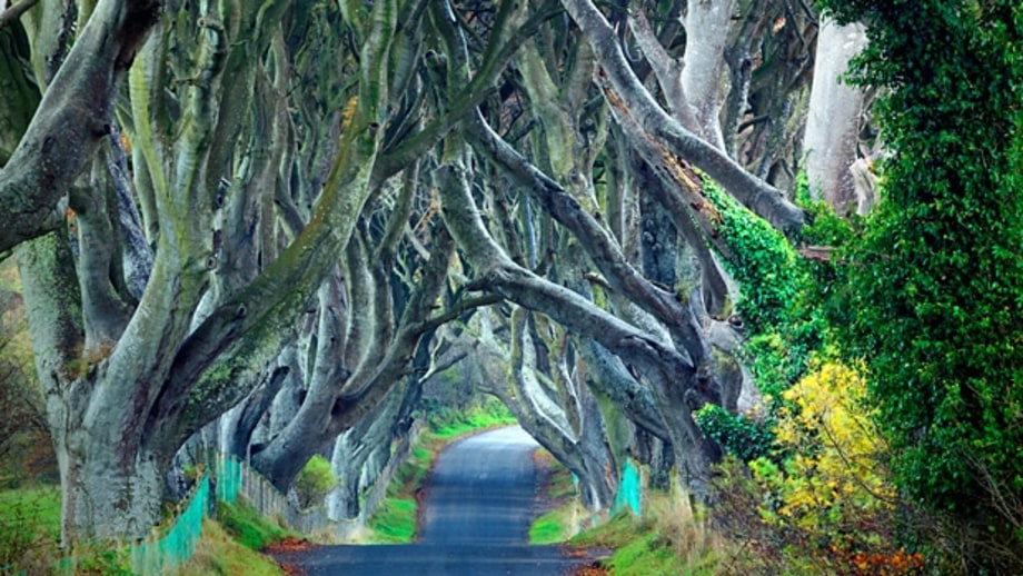 The King's Road