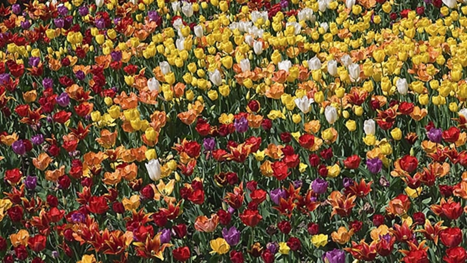 Wellington Botanical Gardens (New Zealand)