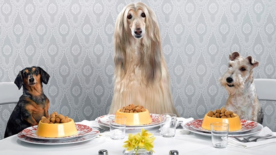 How to Shop for Healthy Dog Food