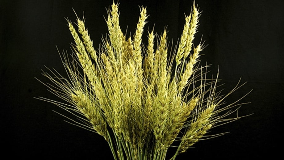 Wheat