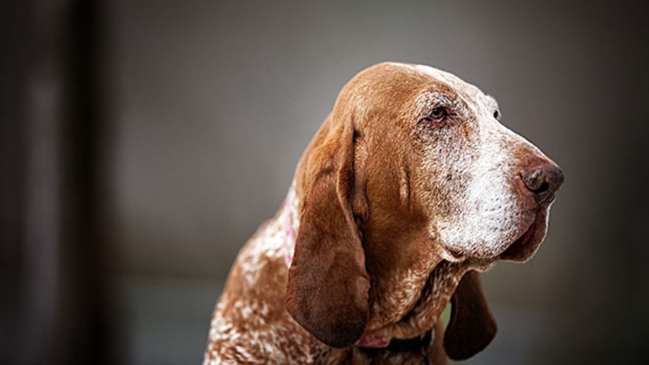 Letting Go: A Humane Guide to Putting Down Your Dog