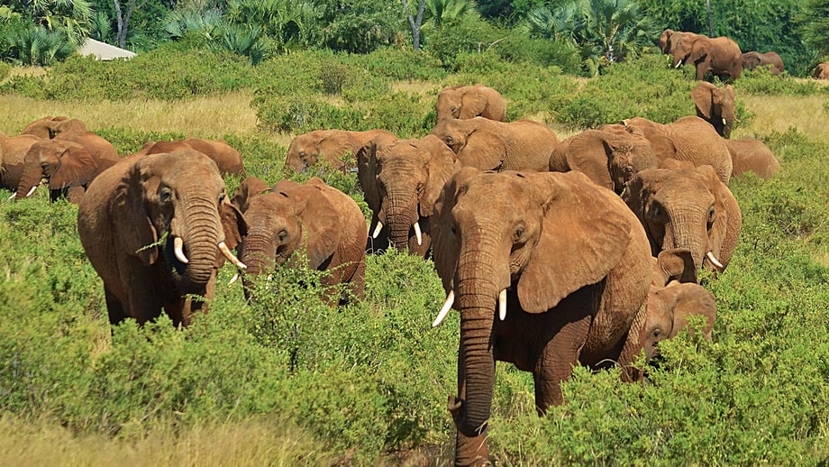 Weds 7/12: Nature’s Great Race (PBS)