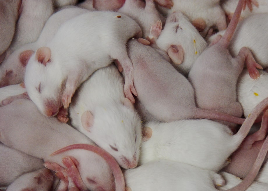 'Rat Film'
