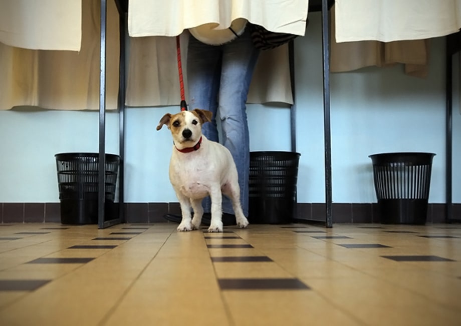 Voting by Dogs