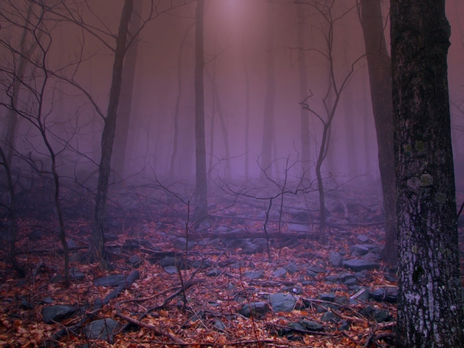 Virginia's George Washington National Forest