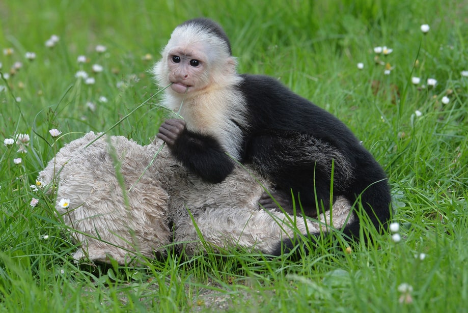 August 2013: Too Much Monkey Business