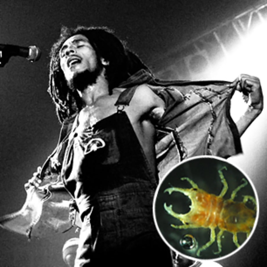 Rock & Roll Animals: 22 Weird Creatures Named After Superstars