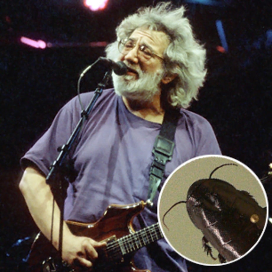 Cryptocercus garciai (Jerry Garcia, wood roach)