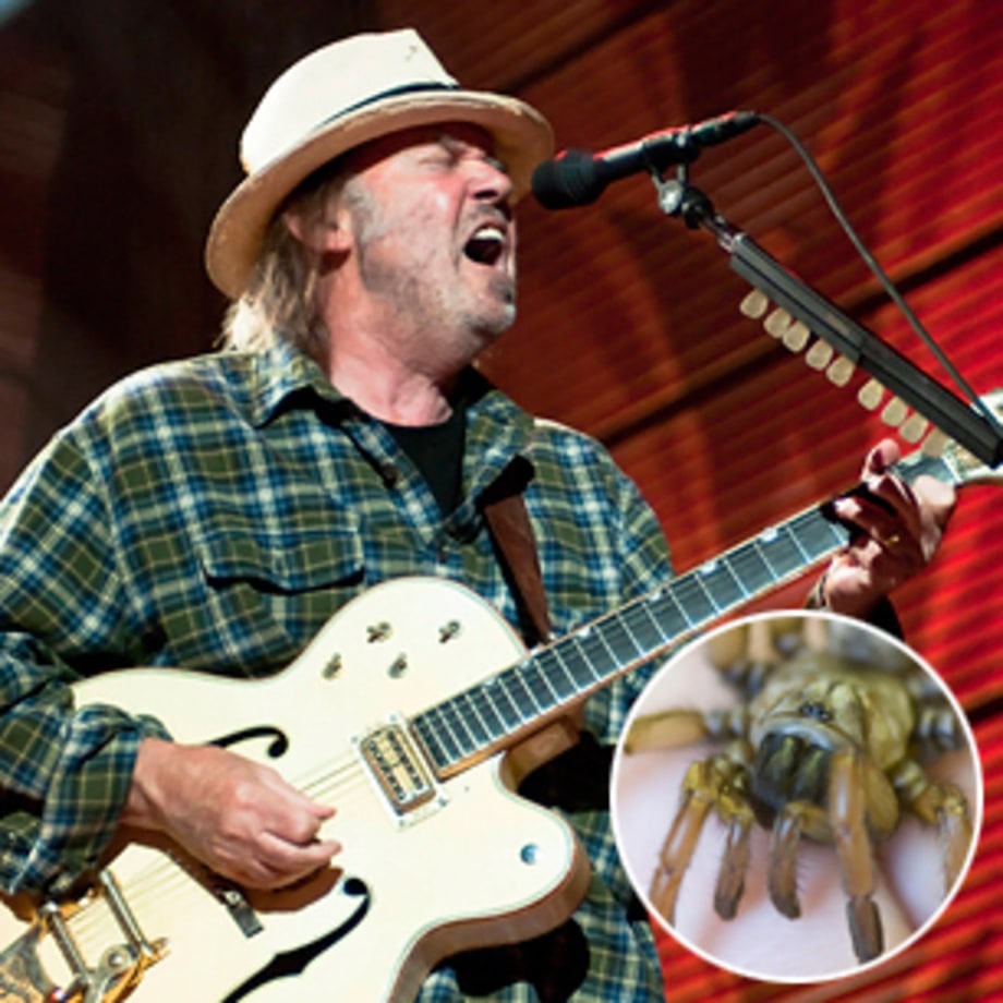 Myrmekiaphila neilyoungi (Neil Young, trapdoor spider)