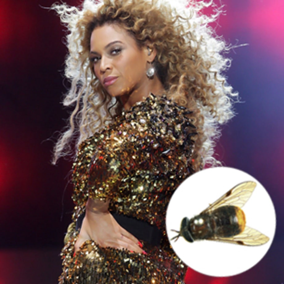 Scaptia beyonceae (Beyoncé, horse fly)