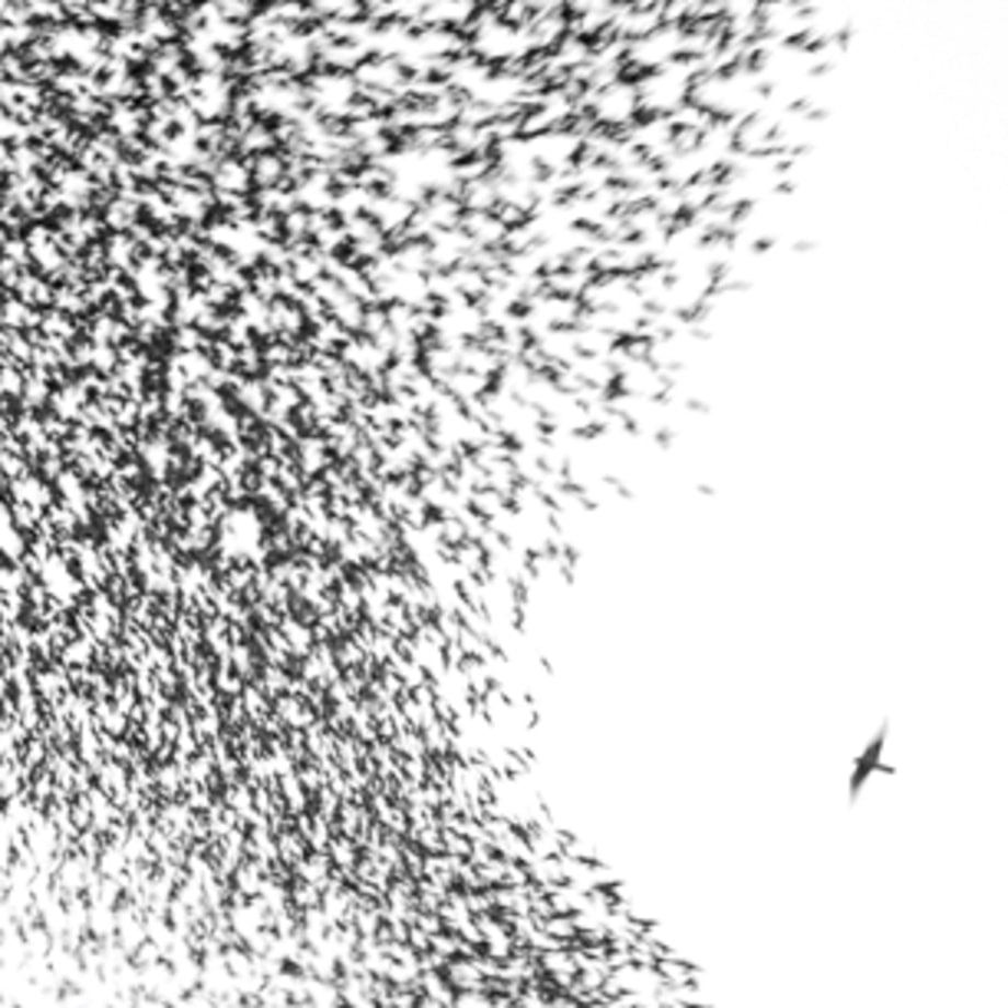 Wilco, 'Sky Blue Sky'
