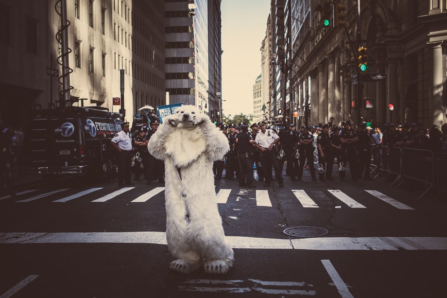 The Bear