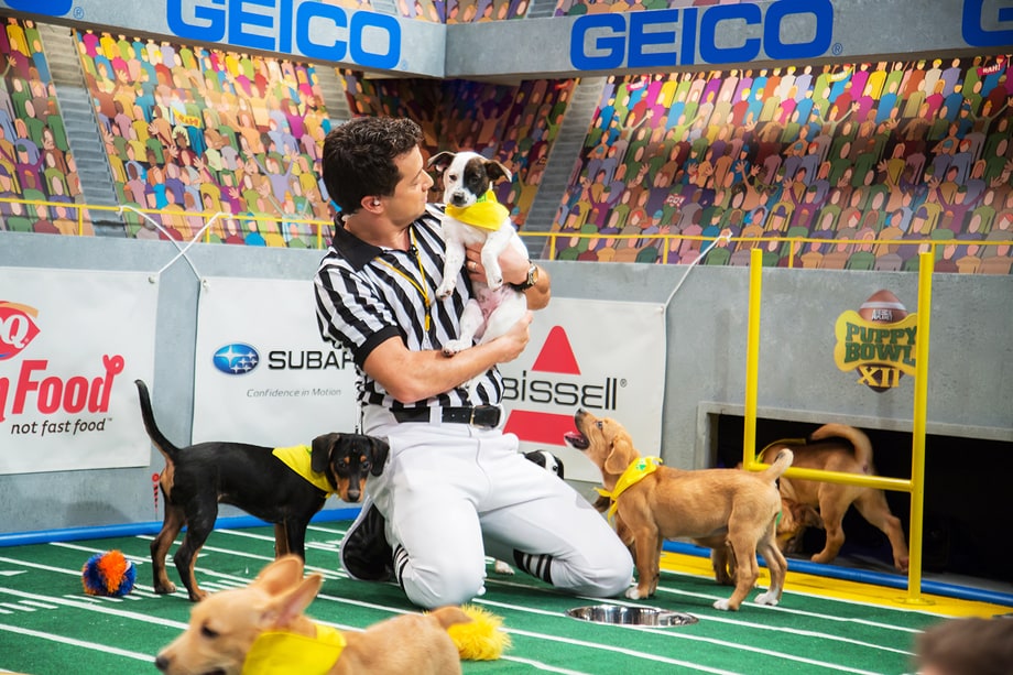 'Puppy Bowl XII': A Totally Necessary Gallery of Ridiculously Cute Baby Dogs
