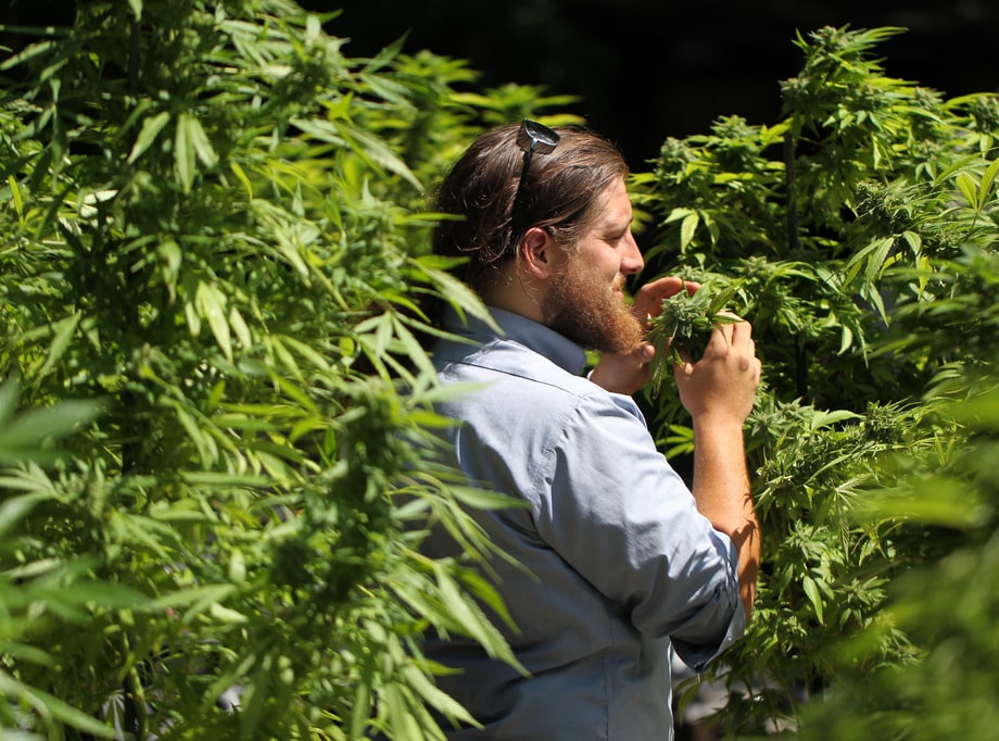 Myth: Most pot smokers are heavy users