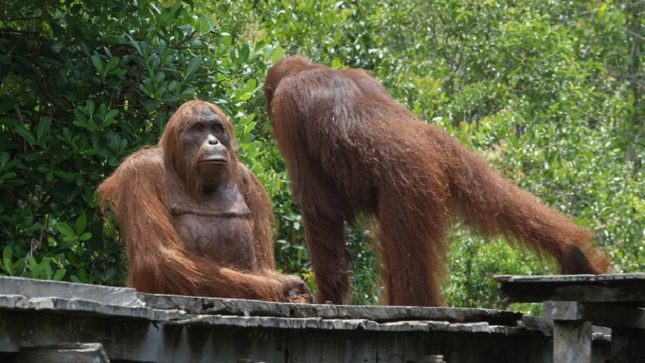 Weds 2/1: Spy in the Wild (PBS)