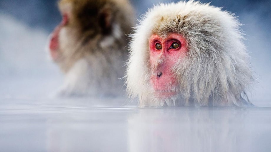 Thurs 12/15 Wild Japan (Nat Geo)