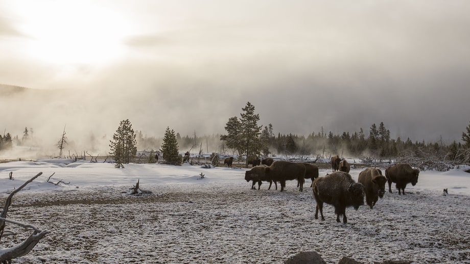 Weds 6/21: Great Yellowstone Thaw (PBS)