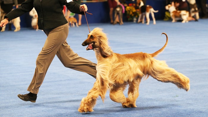 What Timedoes Dog Show Start What Timedoes Dog Show Start