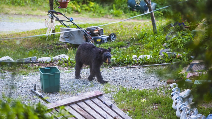 8 Insane Stories That Prove Bears Are Taking Over 8 Insane Stories That Prove Bears Are Taking Over