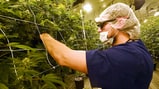 Nevada's Legal Weed: Why Dispensaries Are Already Running Low