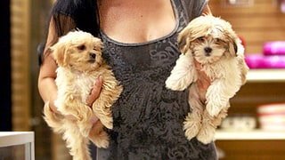 Dog Days