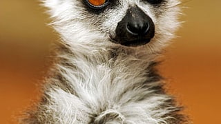 Lemurs