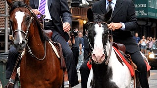 Urban Cowboys