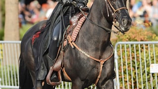 Shania Horses Around
