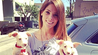 Ashley Greene Adopts Two Puppies After Dog Died in Tragic Apartment Fire: Picture