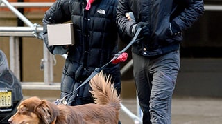 Dog Date Afternoon