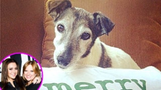 Caroline Manzo's Dog Dies on Christmas, Family Mourns Beloved Pet Via Twitter, Instagram