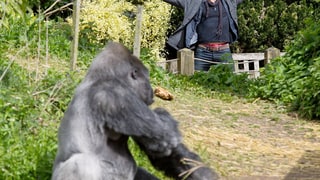 Kellan and Kong