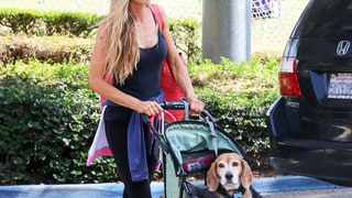 Precious Puppy Cargo!