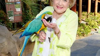 Animal Lover