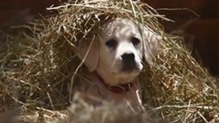 Super Bowl XLIX Ads Roundup: Budweiser, Snickers, BMW, and All the 2015 Commercials