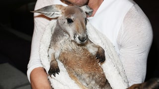 Kellan's Pal Joey