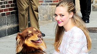 Amanda Seyfried Dresses Up Her Dog Finn: Watch Us Weekly's Loose Talk Video