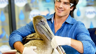 The Pelican Brief