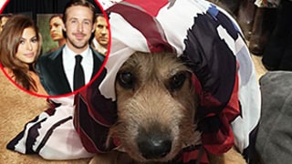 Eva Mendes Forces Ryan Gosling's Dog George to Wear Her Clothing Line