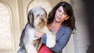 Lorelai Gilmore's Adorable Dog Paul Anka Is Returning for 'Gilmore Girls' Revival!