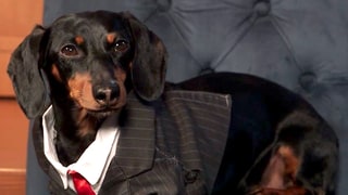 Crusoe the Celebrity Dachshund Plays Who Wore It Best, Picks the Celebrity Who Gets His Paws-Up: Watch
