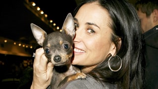 Demi Moore’s Chihuahua Gets Acupuncture During Home Visits From Vet: Find Out How Much the Treatments Cost