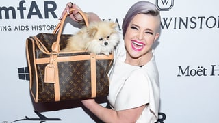 Doggone Stylish