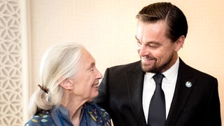 Going Ape for Leo