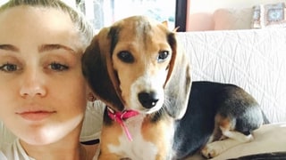 Miley Cyrus Welcomes New Dog to Family, Spends July 4th Weekend With Liam Hemsworth
