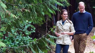 A Walk in the Rainforest